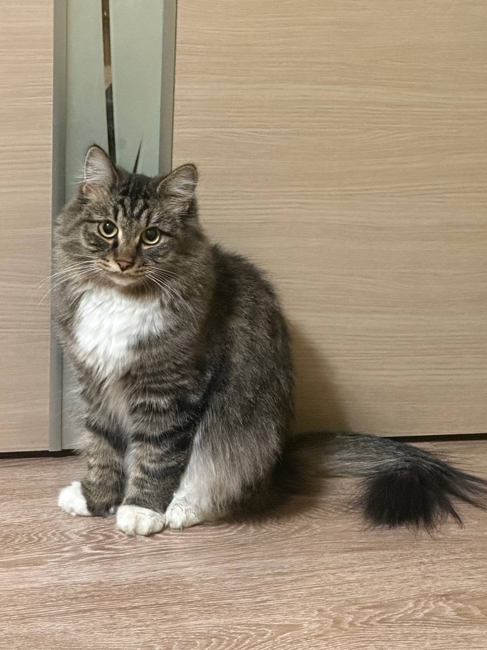 Найдена кошка в Иркутске — фото объявления