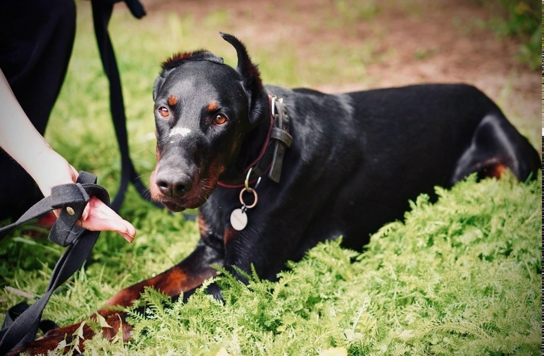 Пропала собака в Ярославле — фото объявления