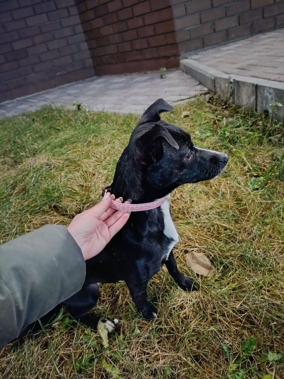 Найдена собака в Ярославле — фото объявления