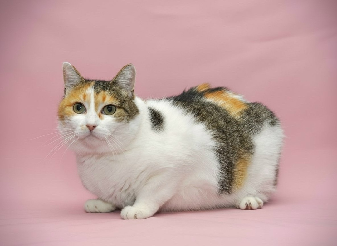 Найдена собака в Ярославле — фото объявления