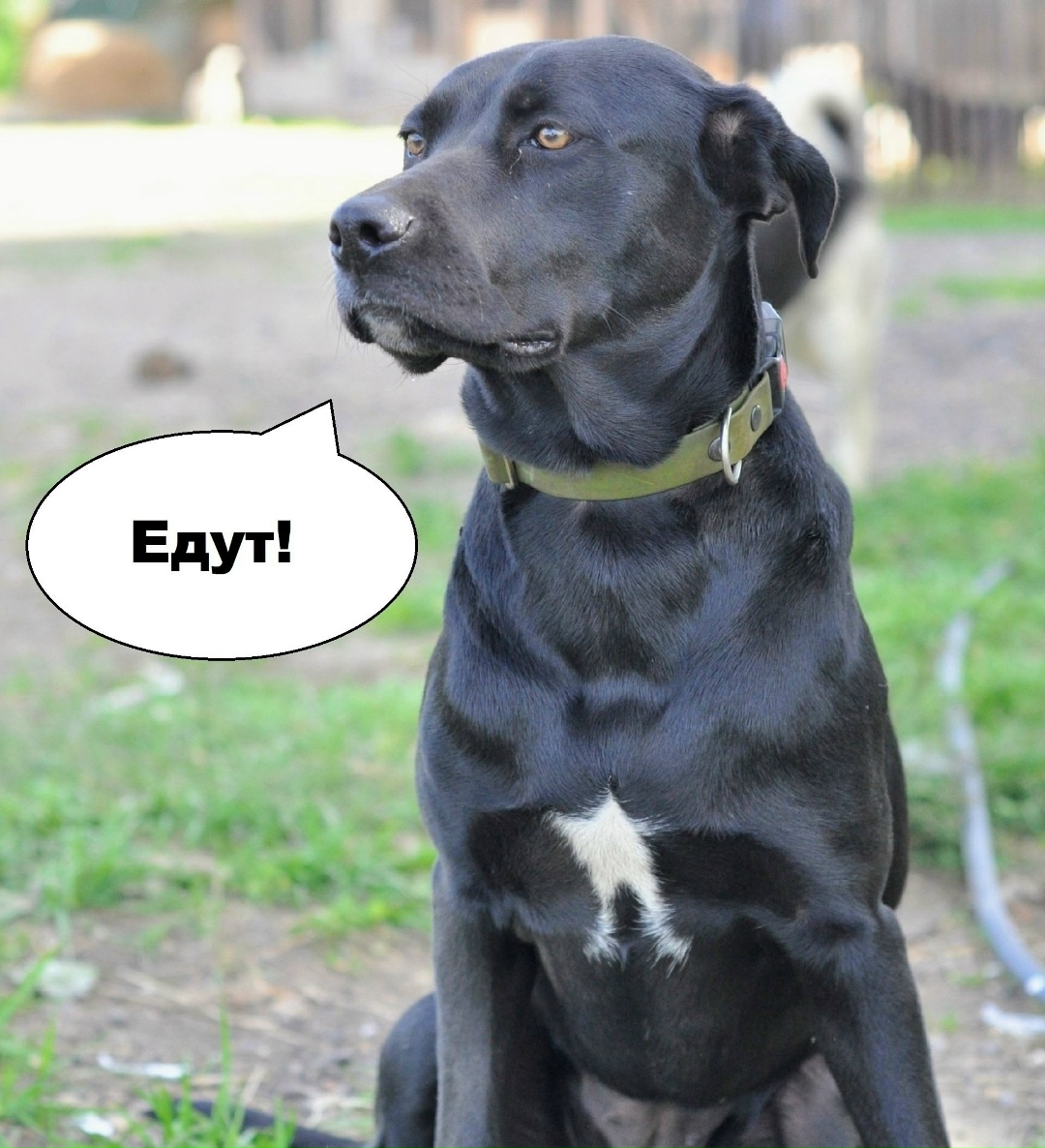 Найдена собака в Ярославле — фото объявления