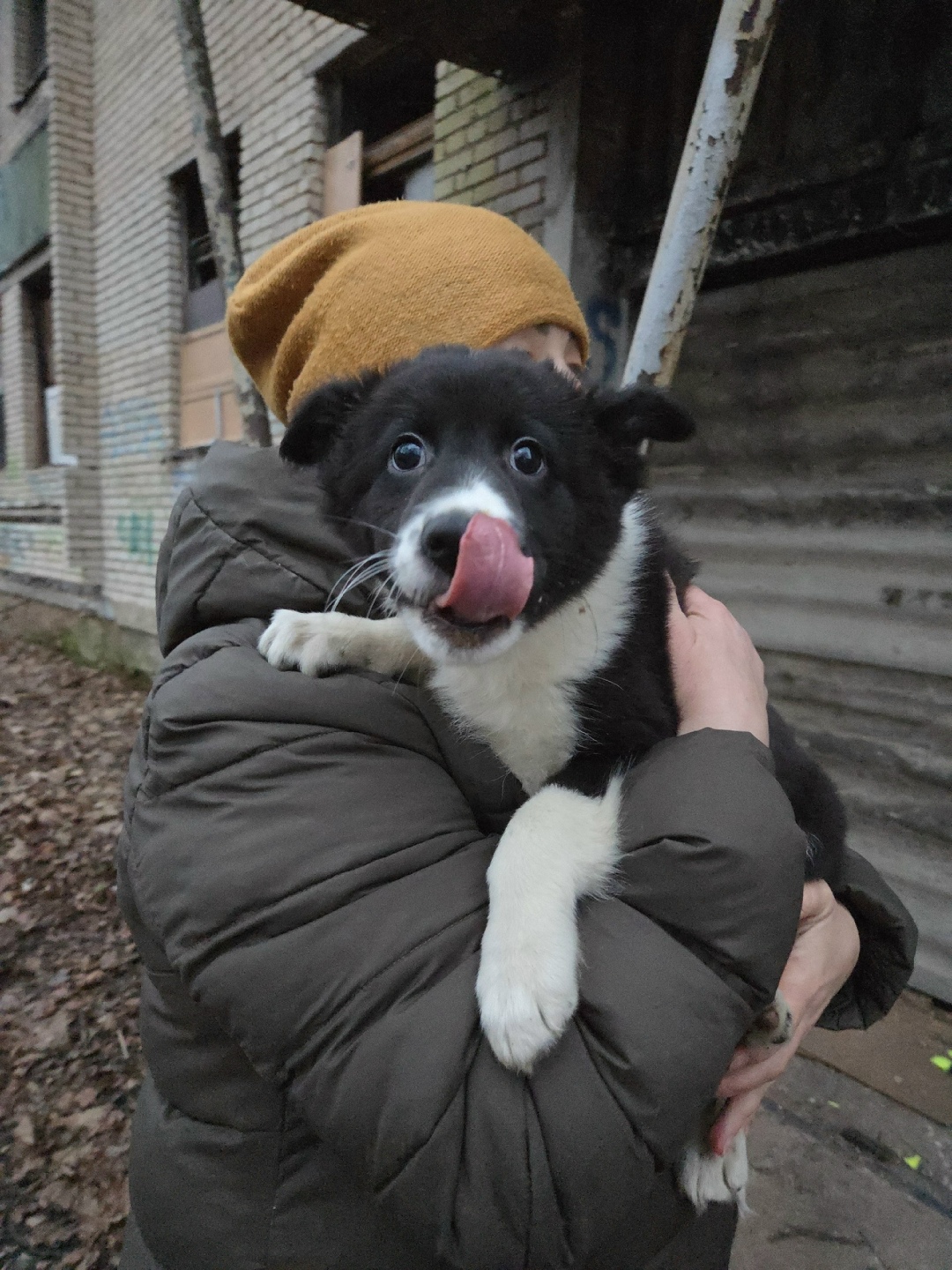 Найдена собака в Ярославле — фото объявления