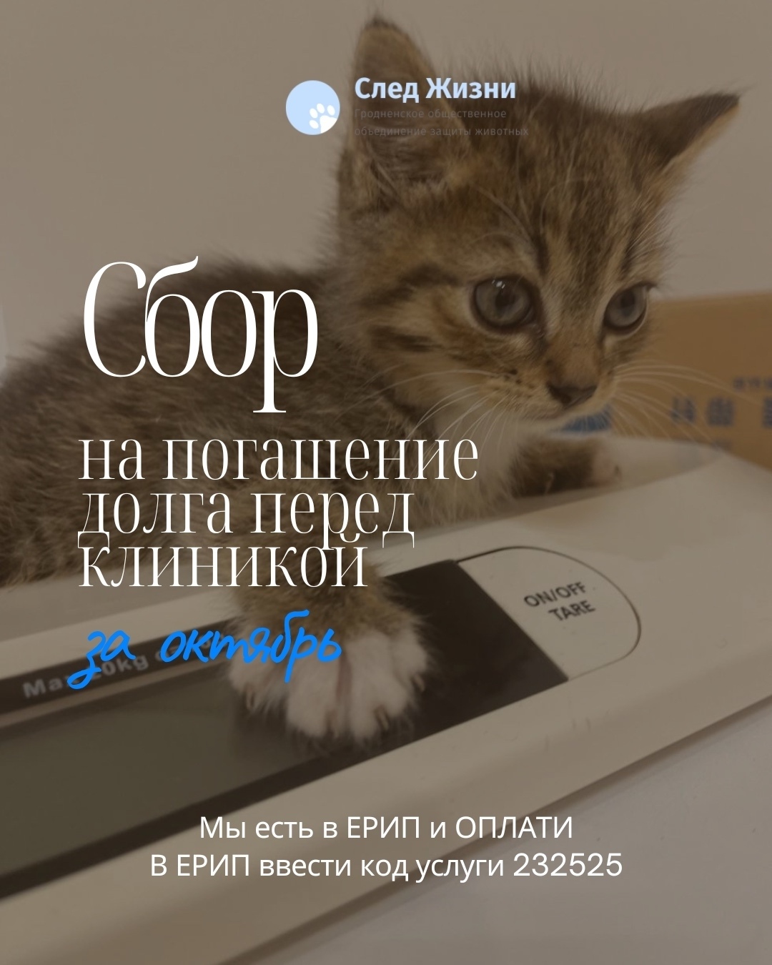 Найдена собака в Ярославле — фото объявления