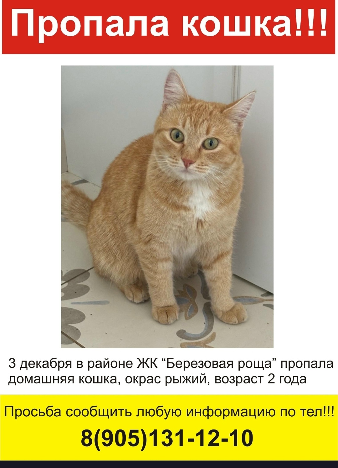 Пропала кошка в Ярославле — фото объявления