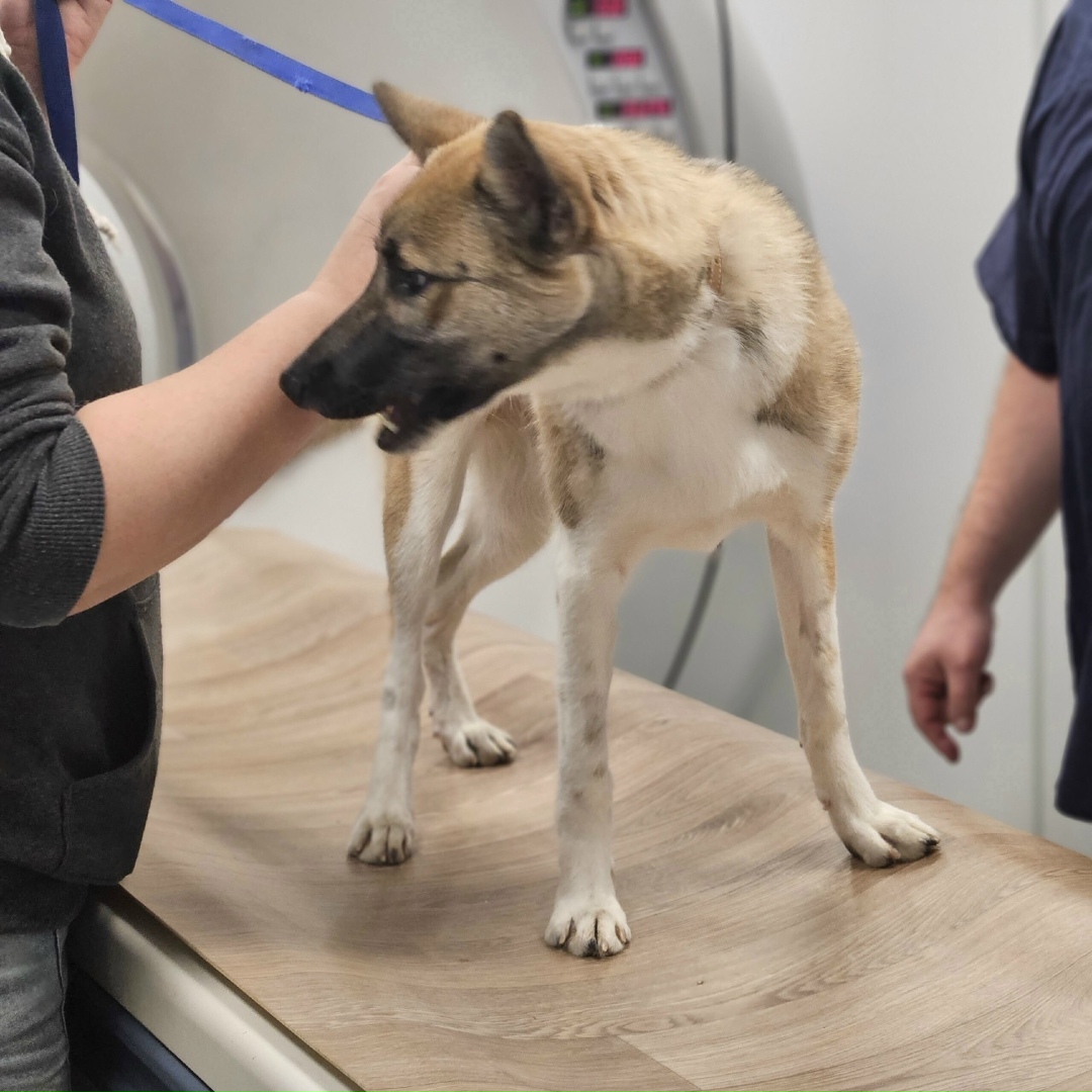 Найдена собака в Ярославле — фото объявления