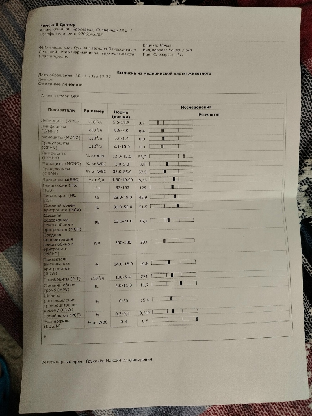 Пропала кошка в Ярославле — фото объявления