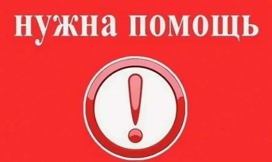 Пропала собака в Ярославле — фото объявления