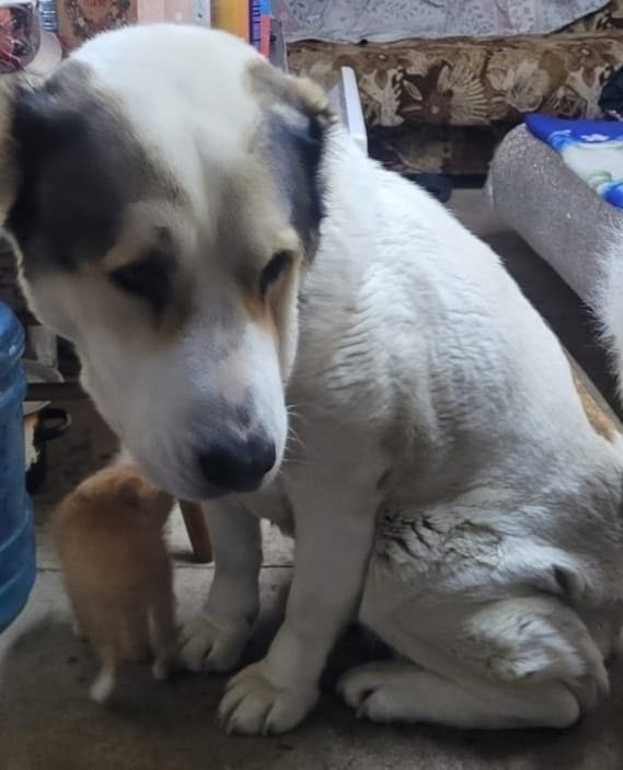 Пропала собака в Ярославле — фото объявления