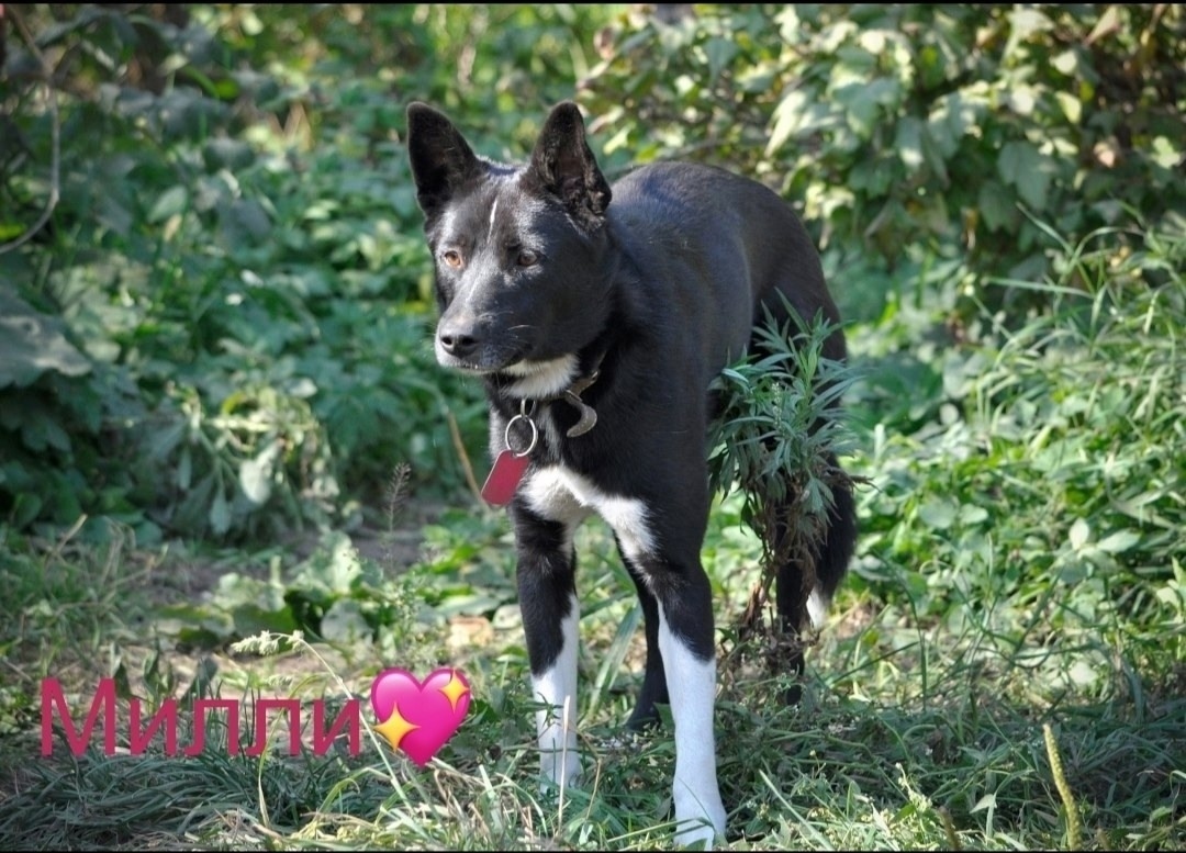 Пропала собака в Ярославле — фото объявления