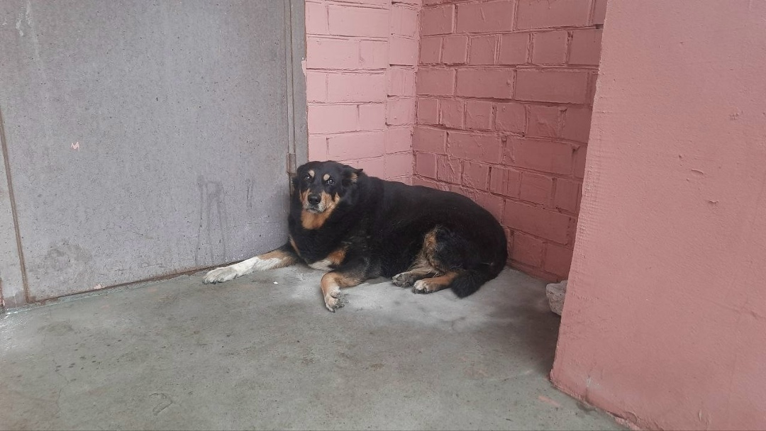 Пропала собака в Ярославле — фото объявления