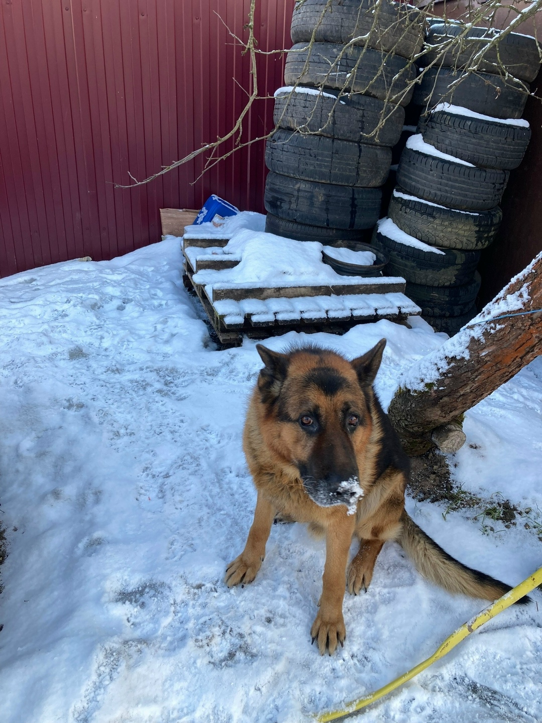Пропала собака в Ярославле — фото объявления