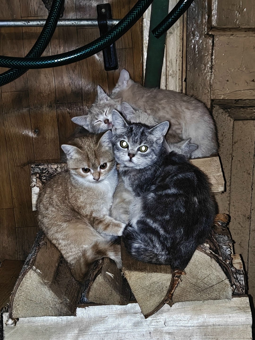 Пропала кошка в Ярославле — фото объявления