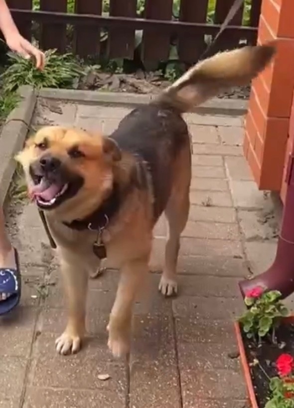 Пропала собака в Ярославле — фото объявления