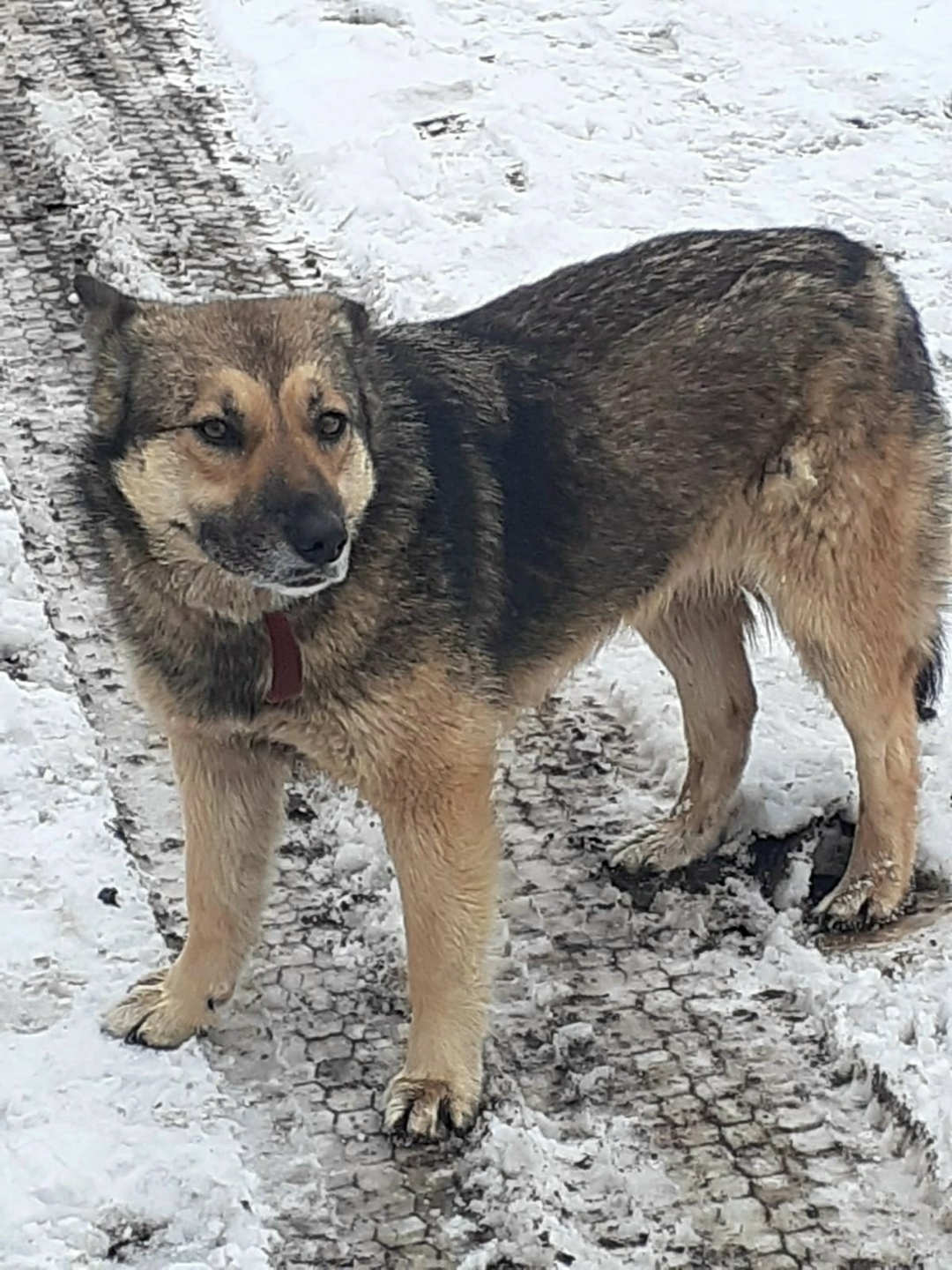 Пропала собака в Ярославле — фото объявления