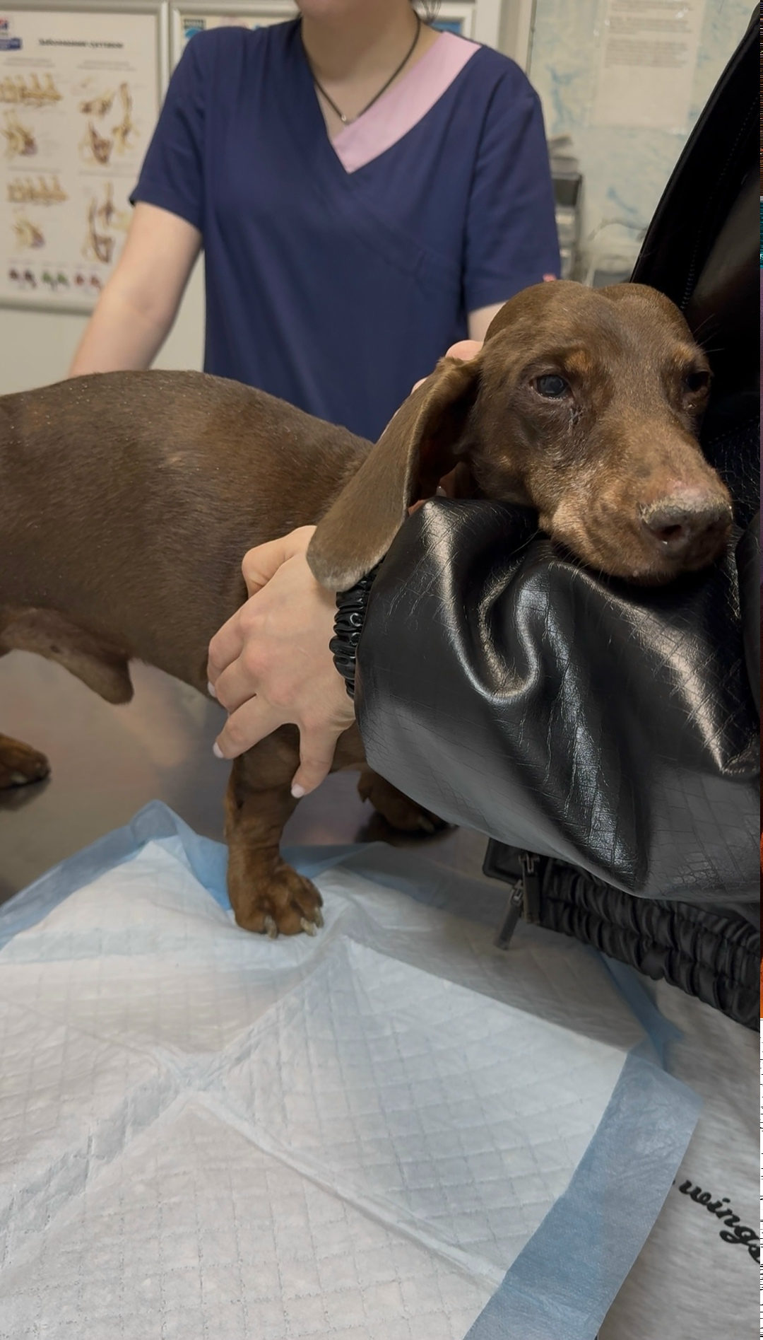 Найдена собака в Ярославле — фото объявления