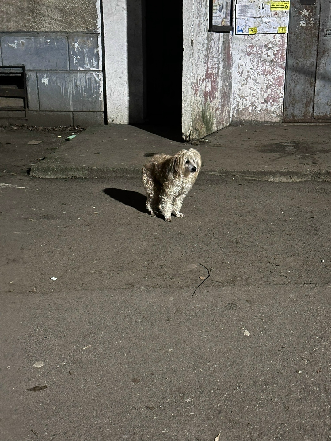Пропала собака в Ярославле — фото объявления