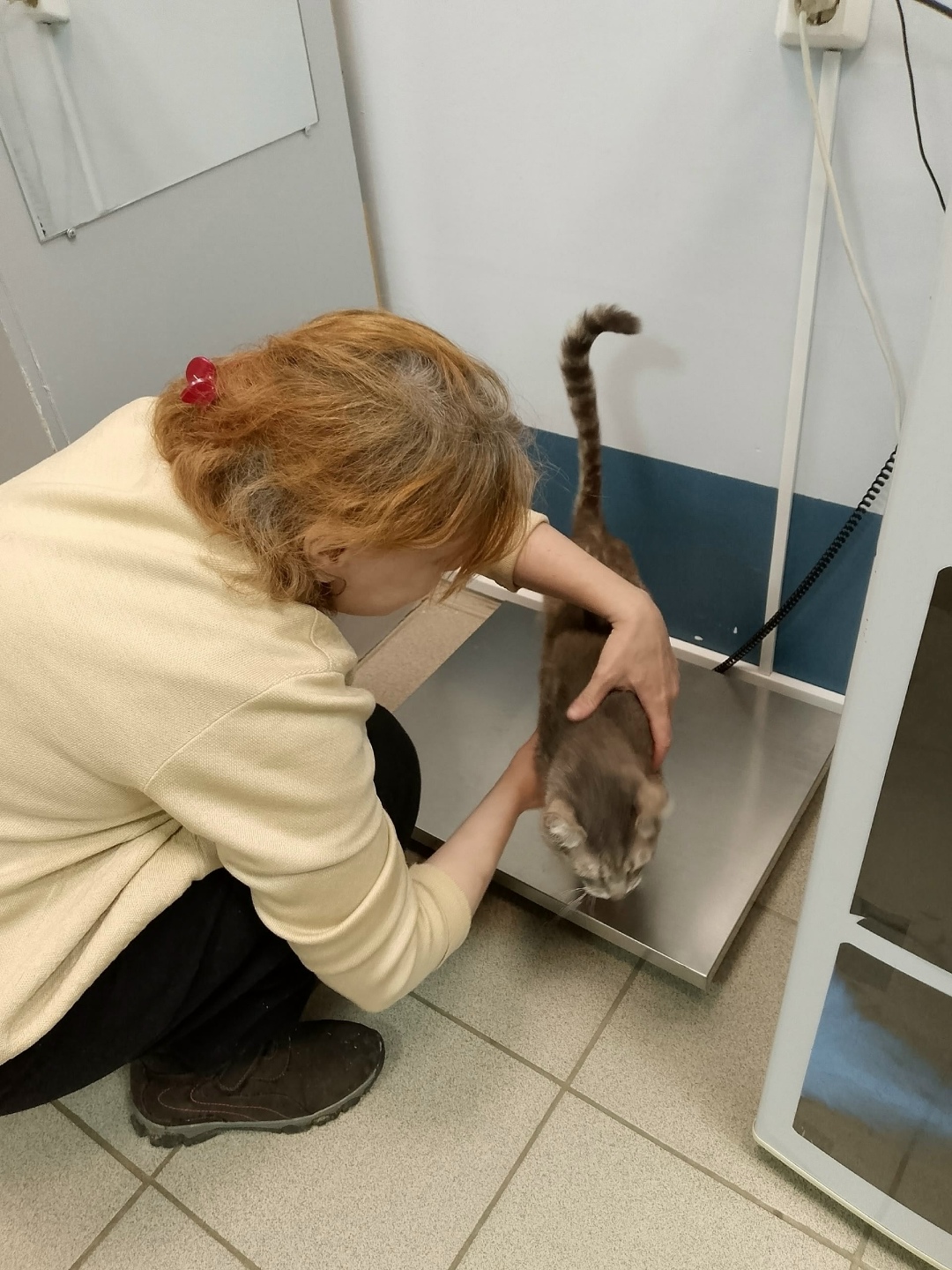 Найдена кошка в Ярославле — фото объявления