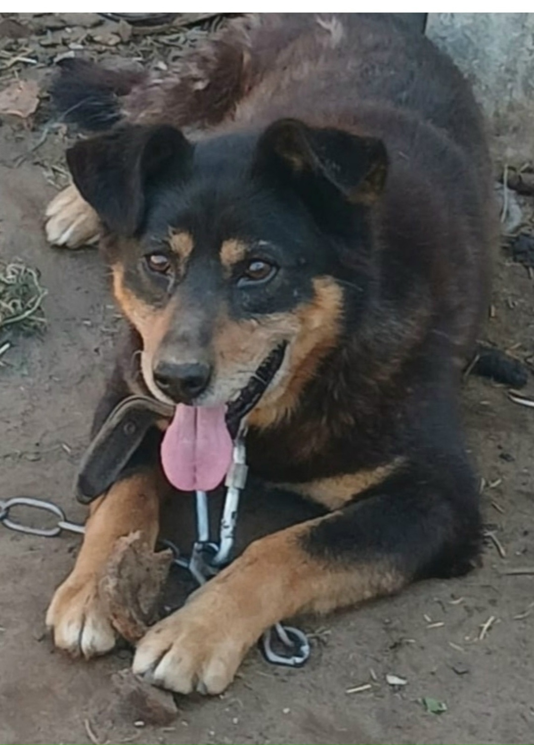 Пропала собака в Ярославле — фото объявления