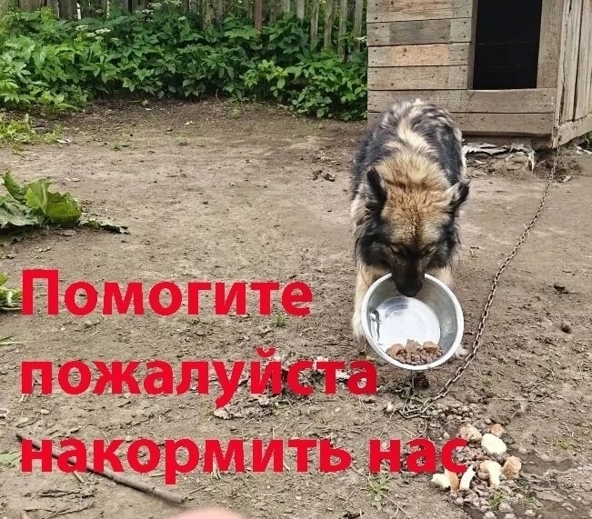 Найдена собака в Ярославле — фото объявления