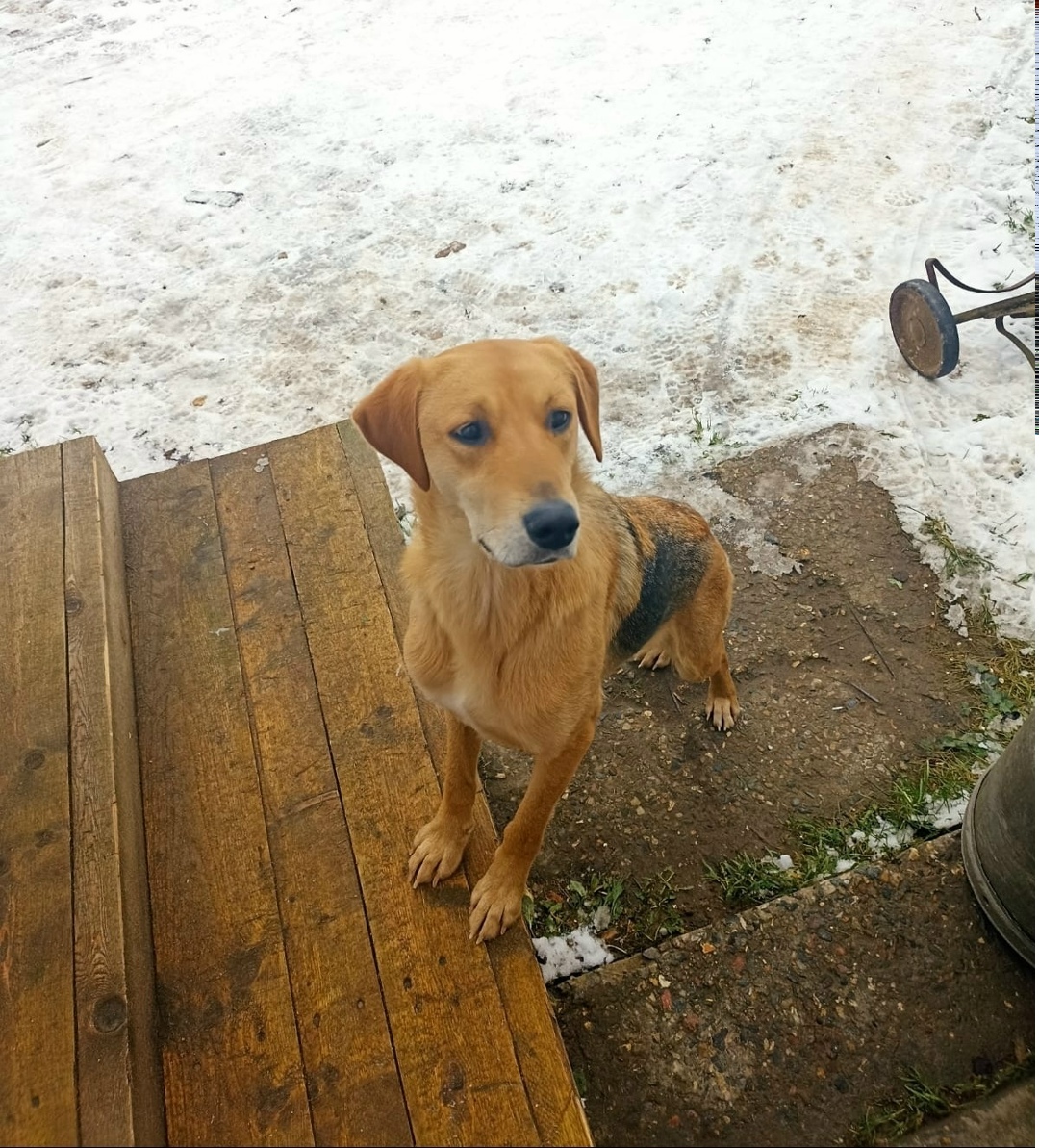 Пропала собака в Ярославле — фото объявления