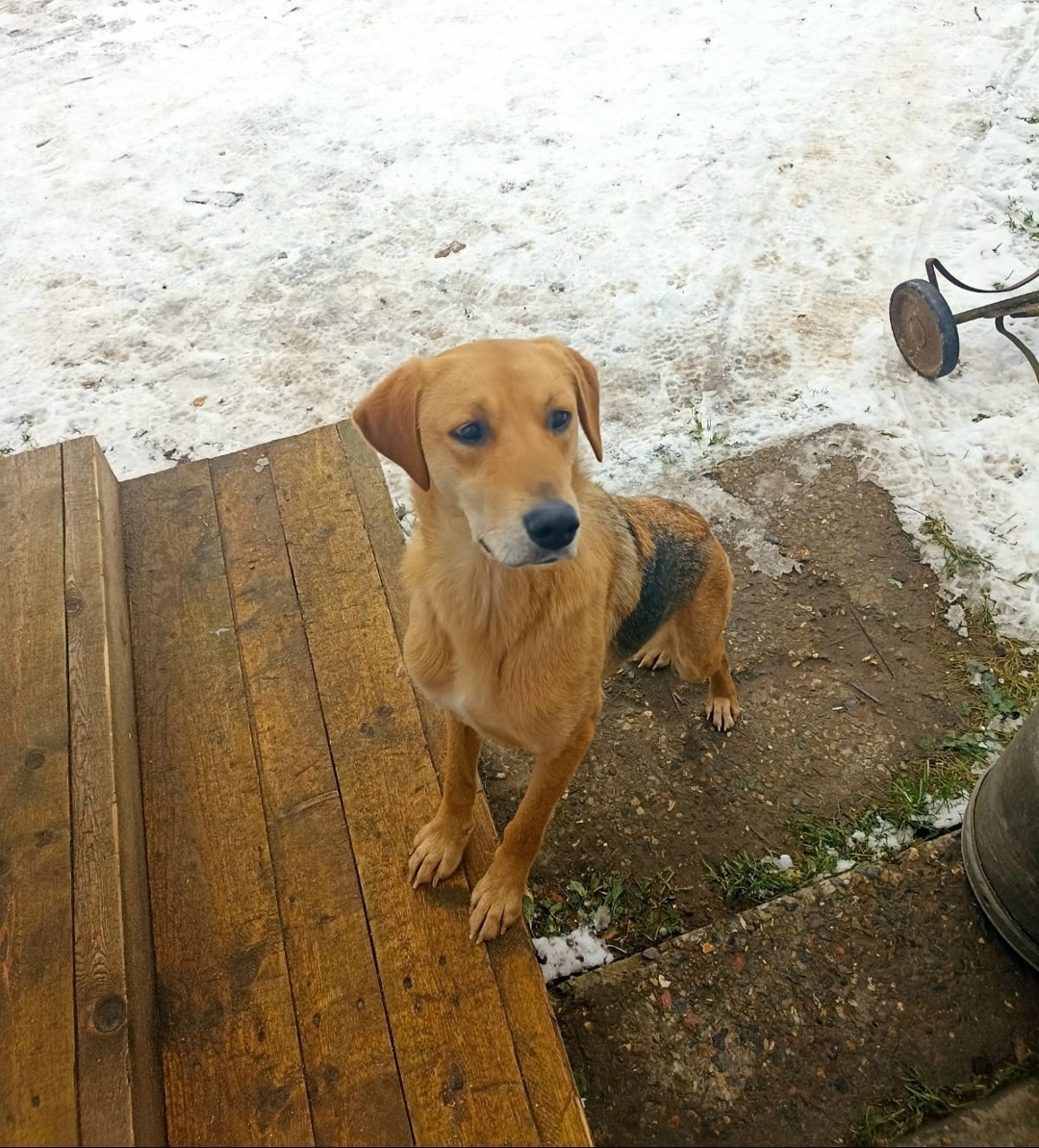 Пропала собака в Ярославле — фото объявления