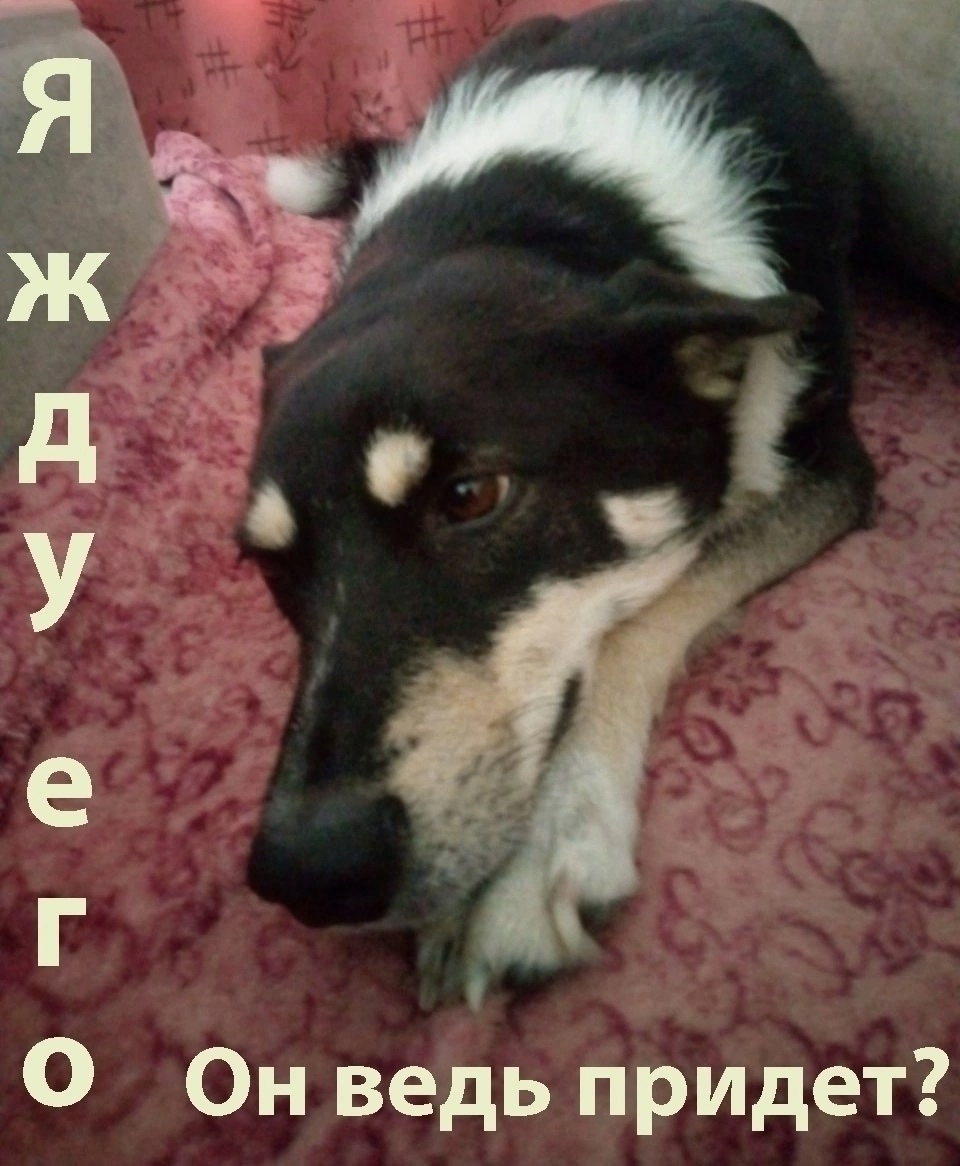 Найдена собака в Ярославле — фото объявления