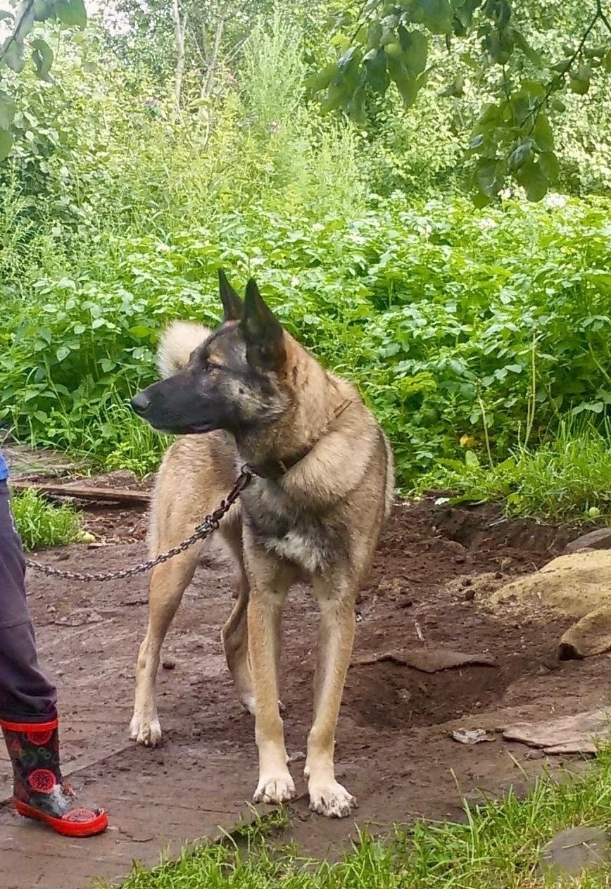 Найдена собака в Ярославле — фото объявления