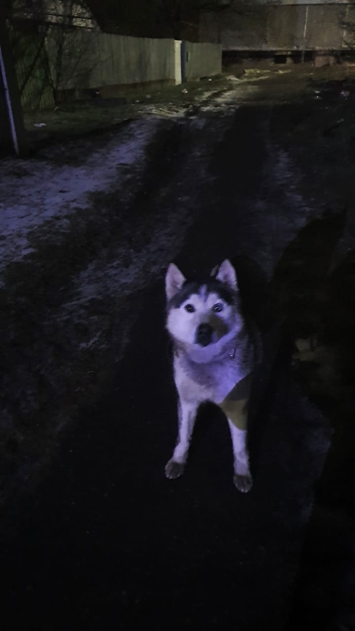 Пропала собака в Ярославле — фото объявления