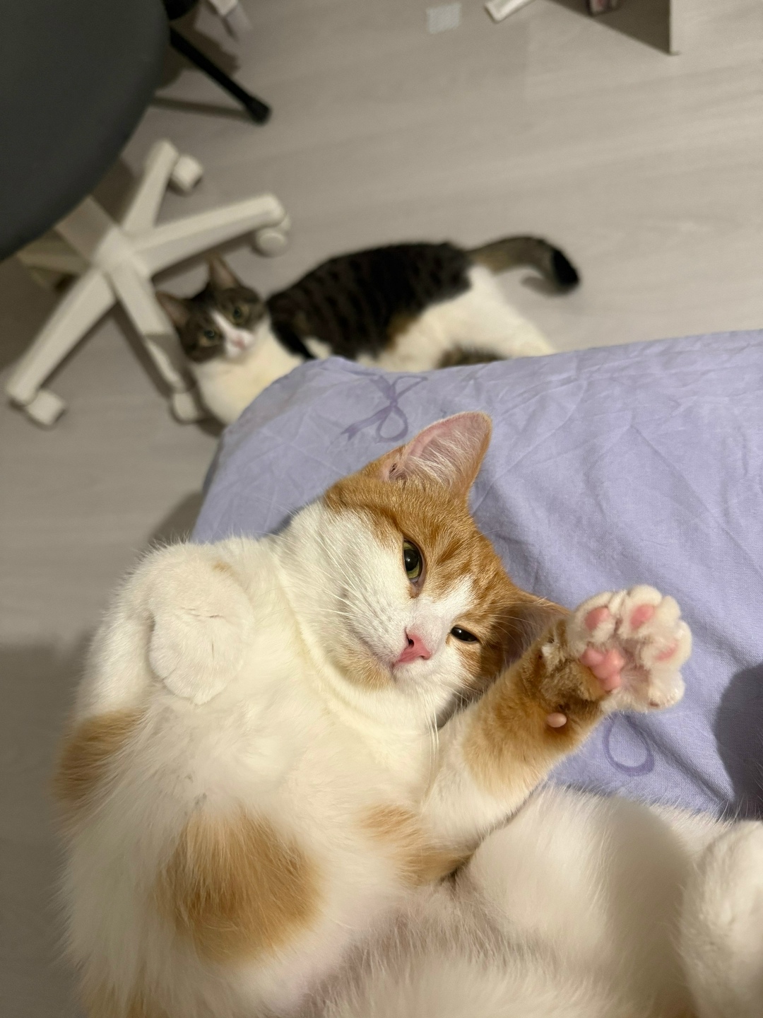 Пропала кошка в Ярославле — фото объявления