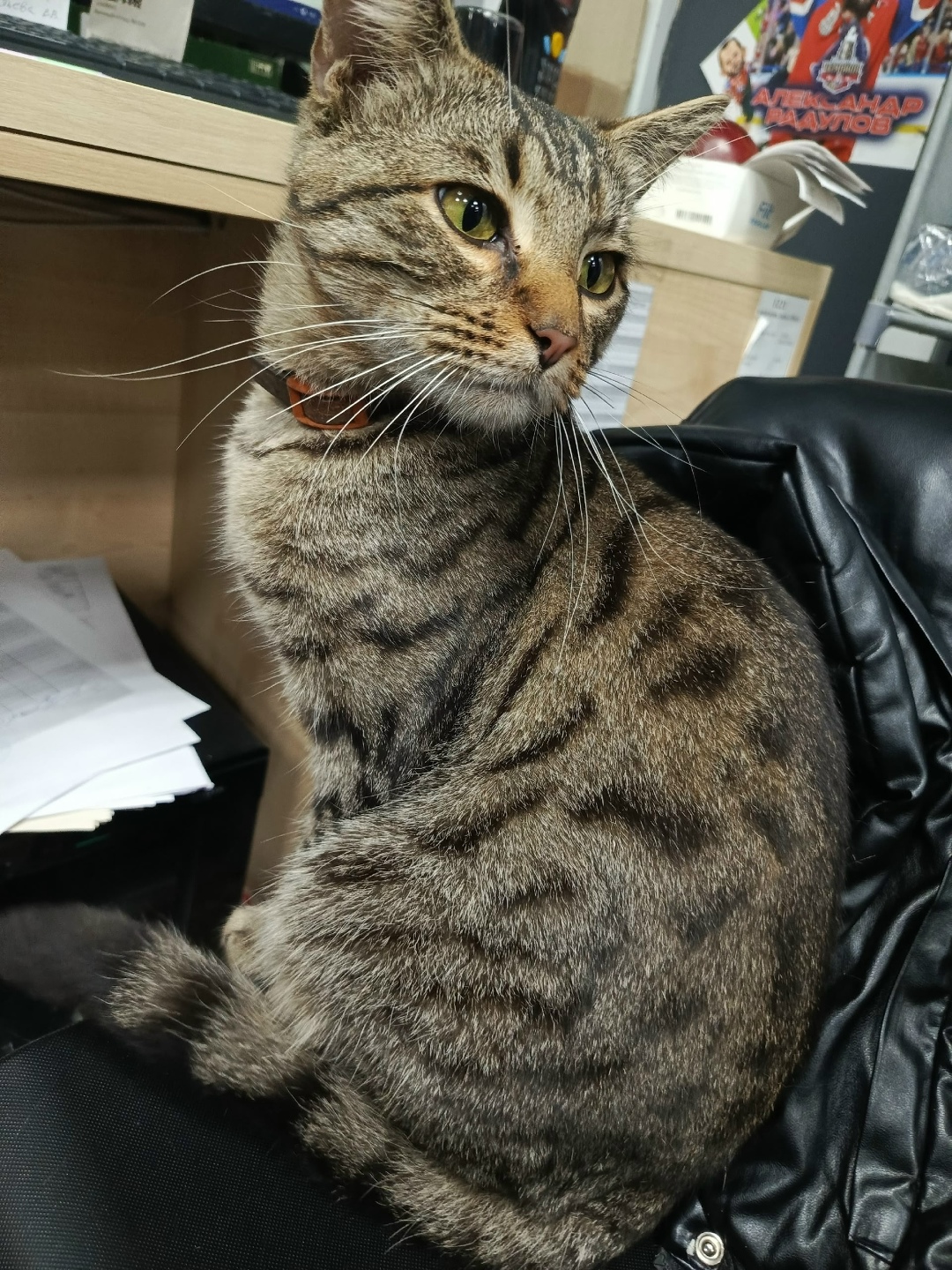 Найдена кошка в Ярославле — фото объявления