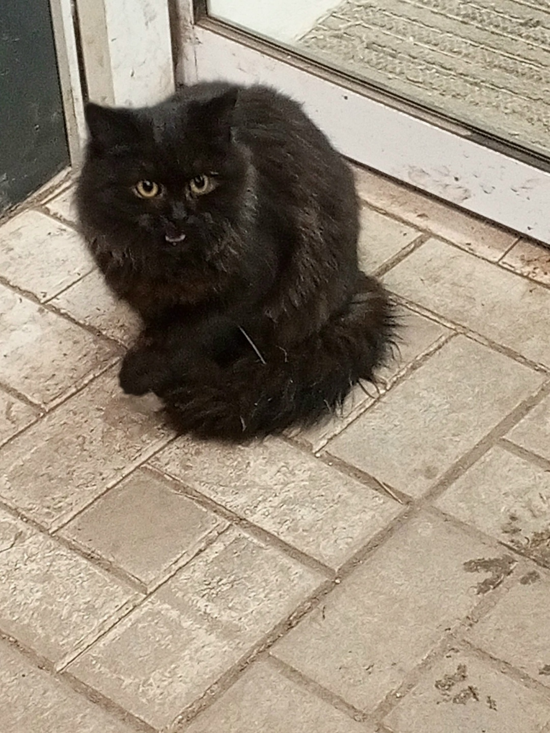 Найдена кошка в Ярославле — фото объявления