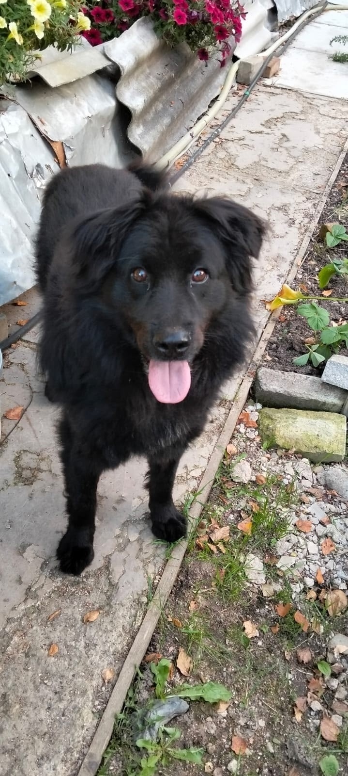 Пропала собака в Ярославле — фото объявления