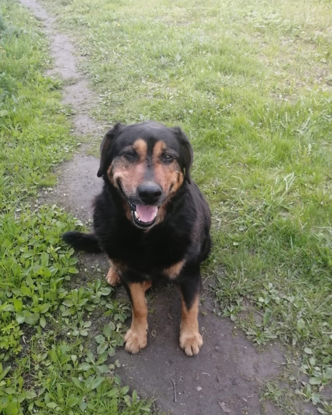 Найдена собака в Ярославле — фото объявления