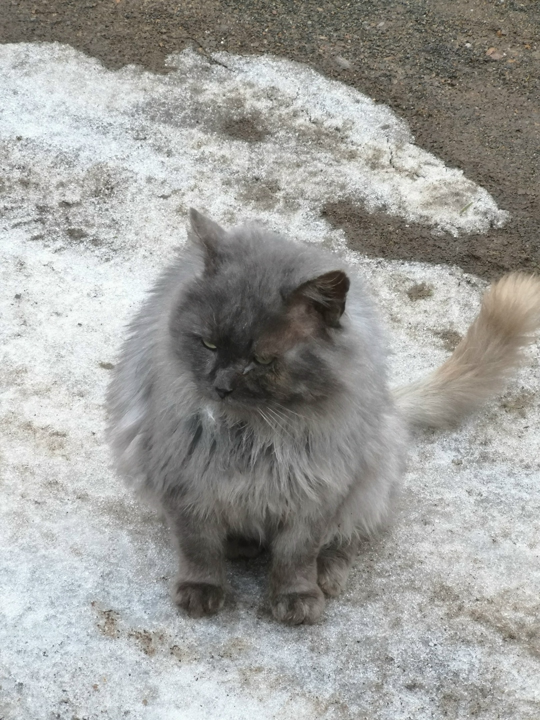 Пропала кошка в Ярославле — фото объявления