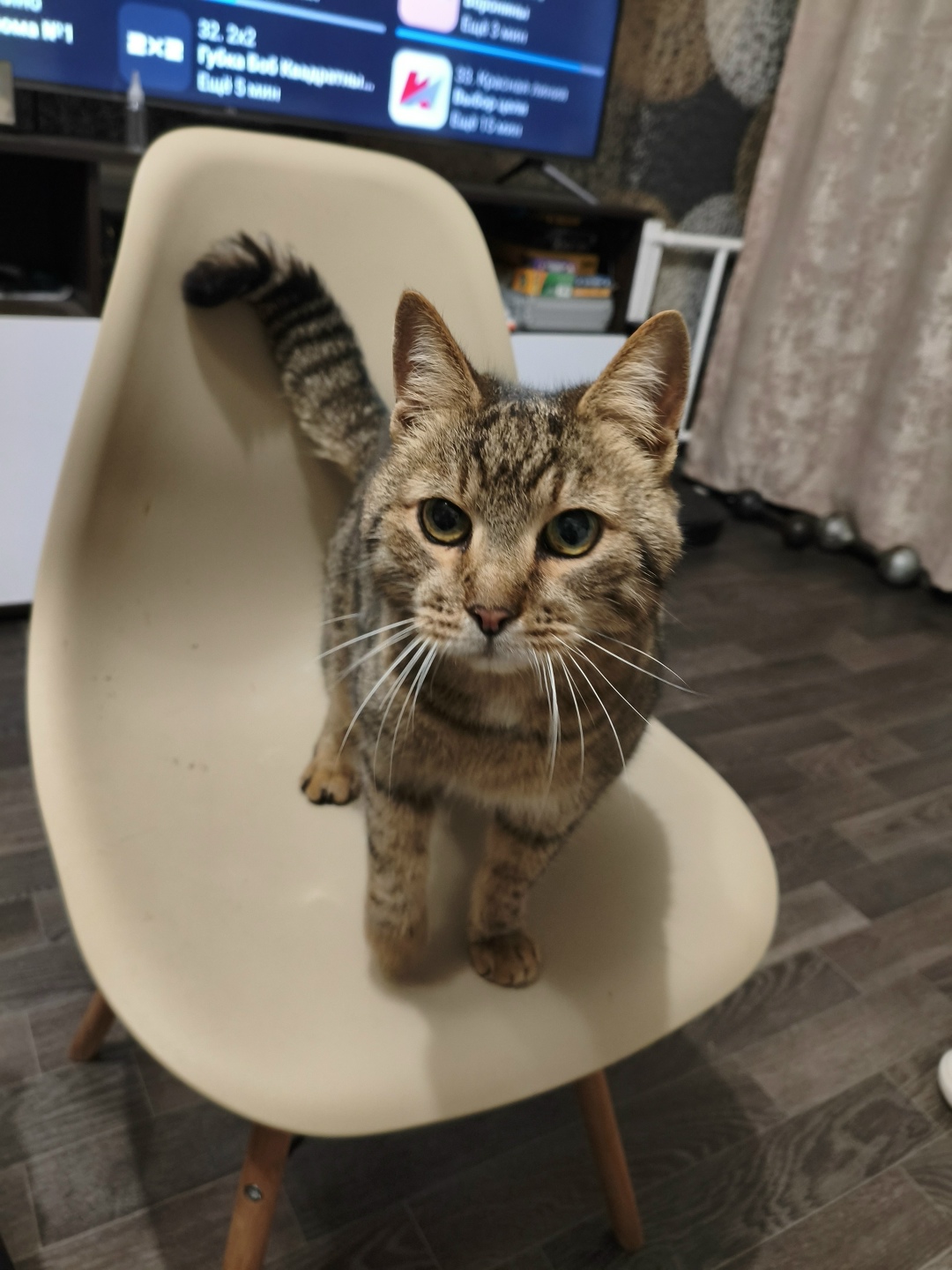 Найдена кошка в Ярославле — фото объявления