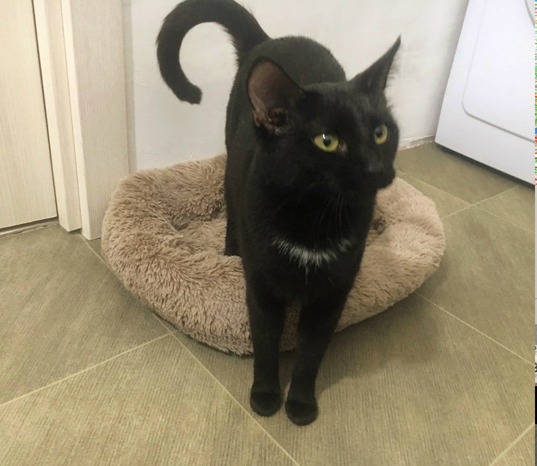 Пропала кошка в Ярославле — фото объявления