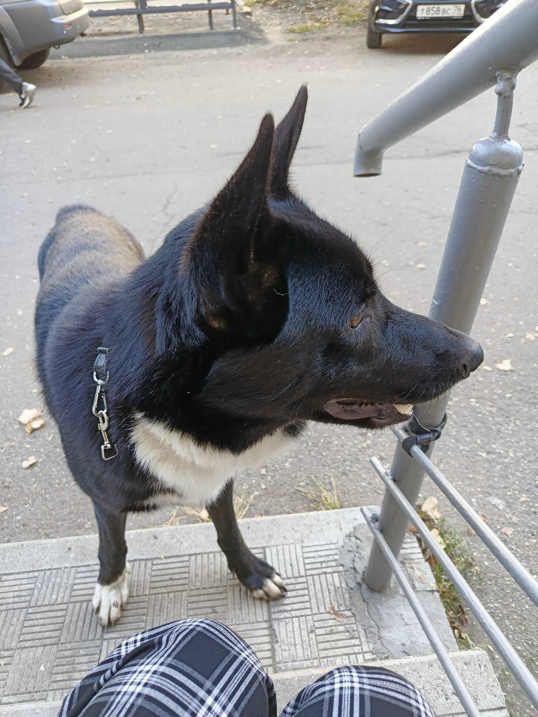 Пропала собака в Ярославле — фото объявления