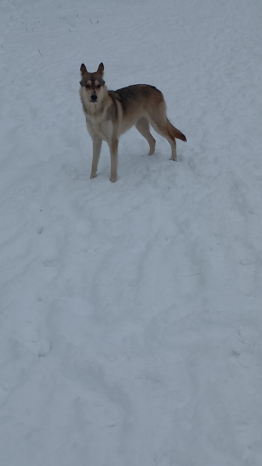 Найдена собака в Ярославле — фото объявления