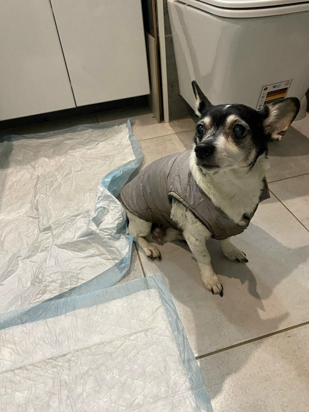 Найдена собака в Ярославле — фото объявления