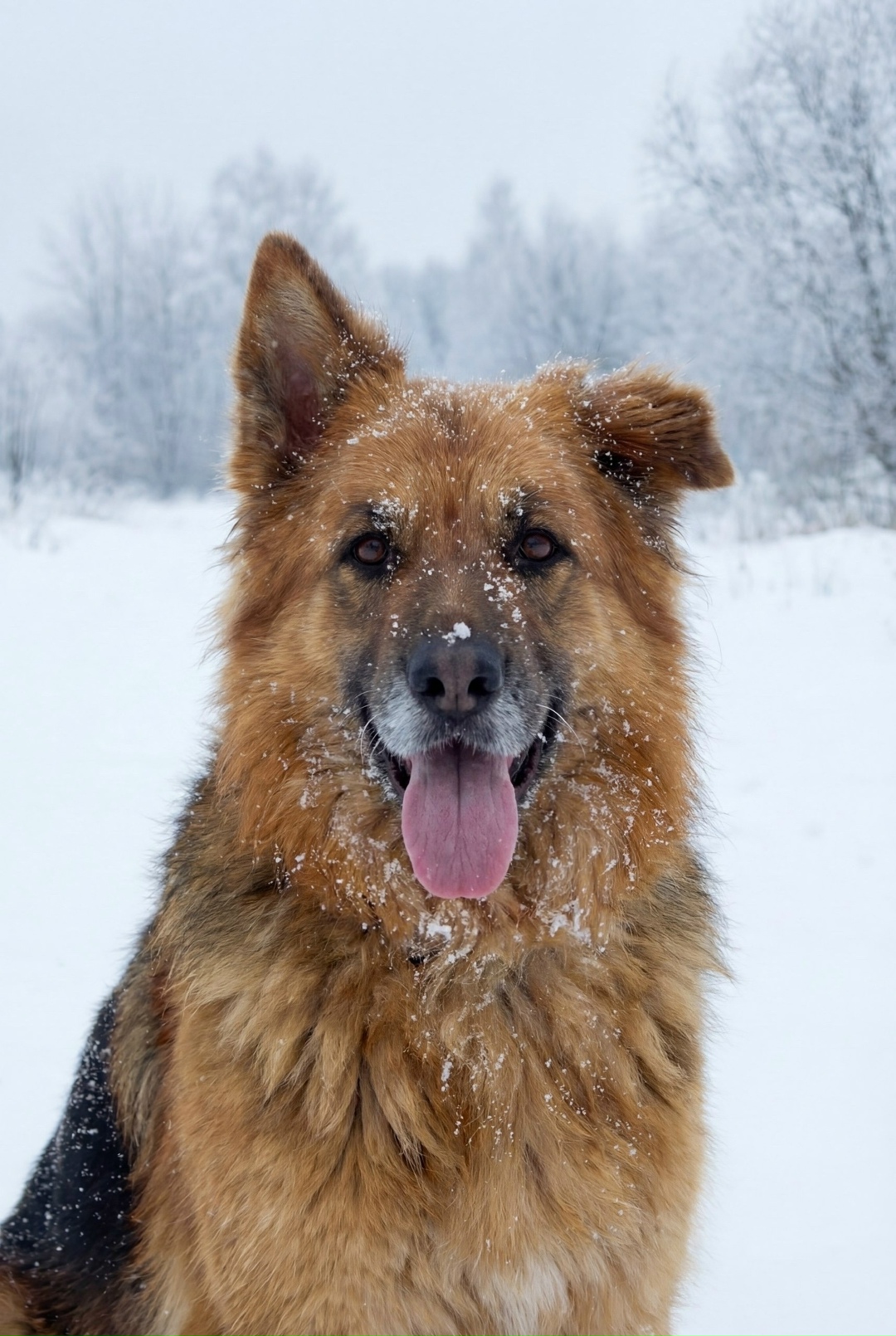 Пропала собака в Ярославле — фото объявления