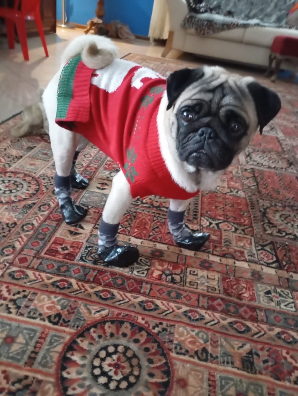 Пропала собака в Ярославле — фото объявления