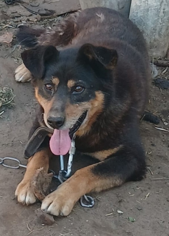 Пропала собака в Ярославле — фото объявления