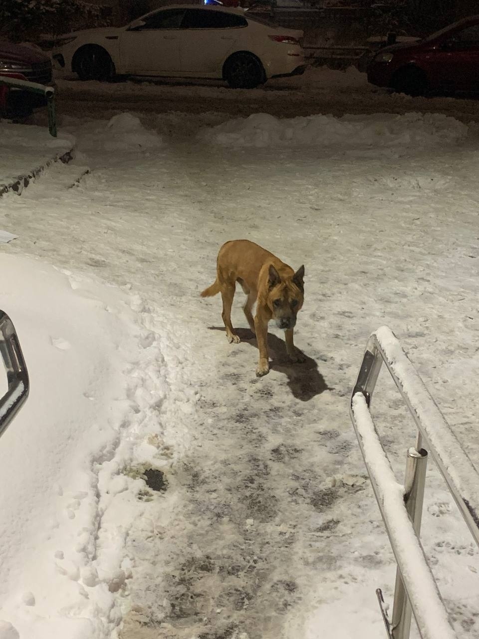Найдена собака в Ярославле — фото объявления