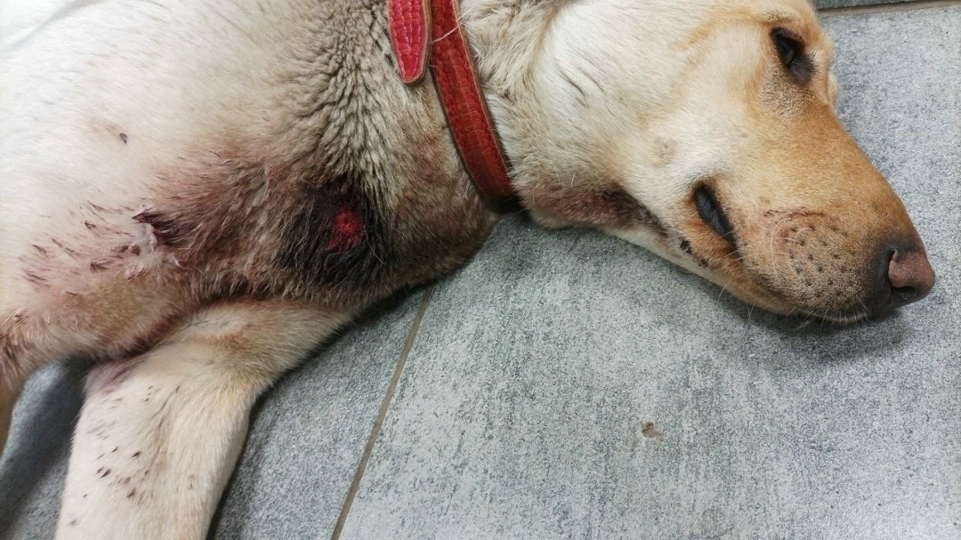 Найдена собака в Ярославле — фото объявления