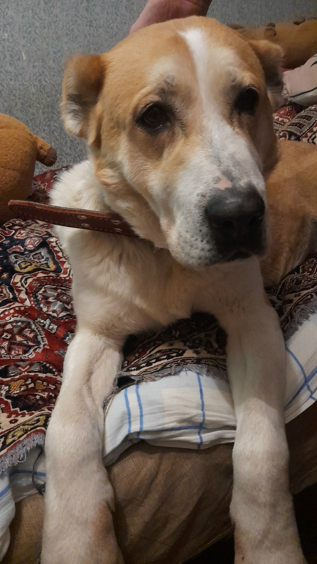 Найдена собака в Ярославле — фото объявления