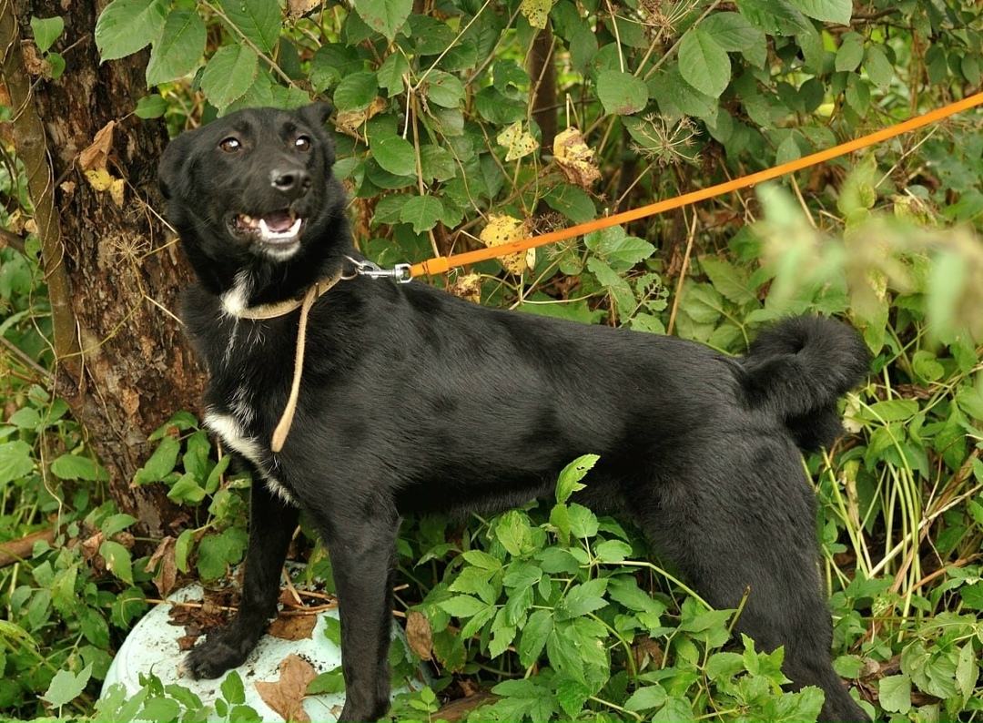 Найдена собака в Ярославле — фото объявления
