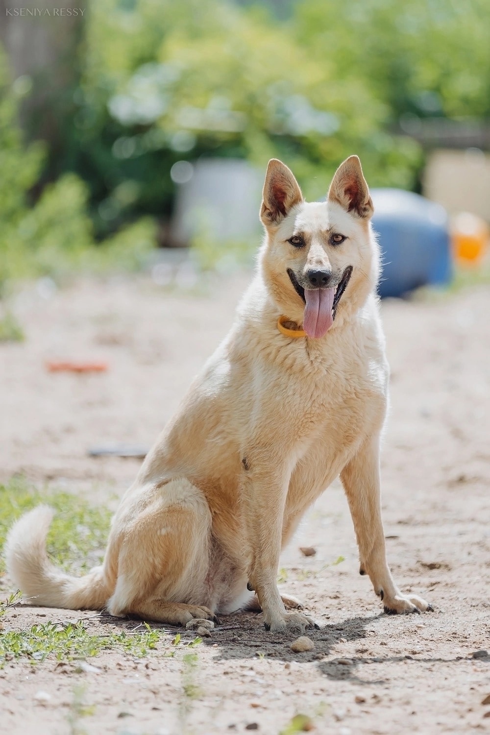 Пропала собака в Ярославле — фото объявления