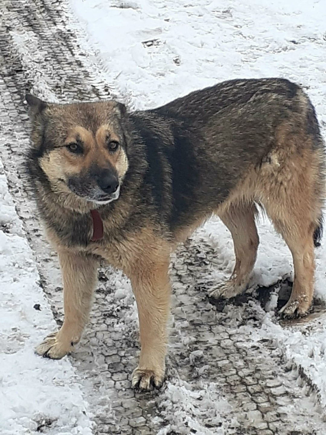 Пропала собака в Ярославле — фото объявления