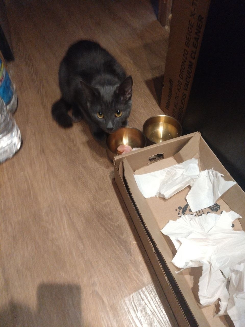 Найдена кошка в Ярославле — фото объявления