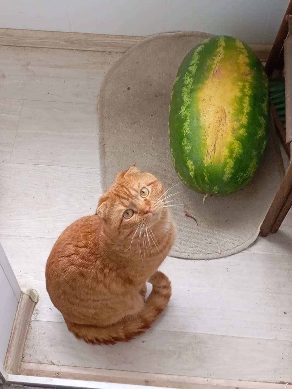 Пропала кошка в Ярославле — фото объявления